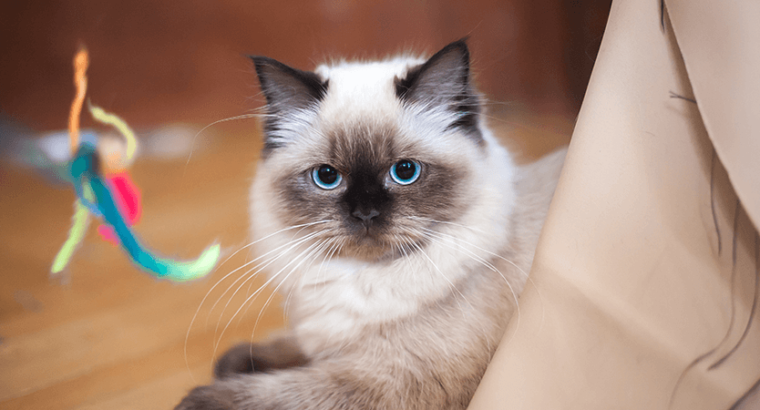 Éleveur de Ragdolls Chat blanc