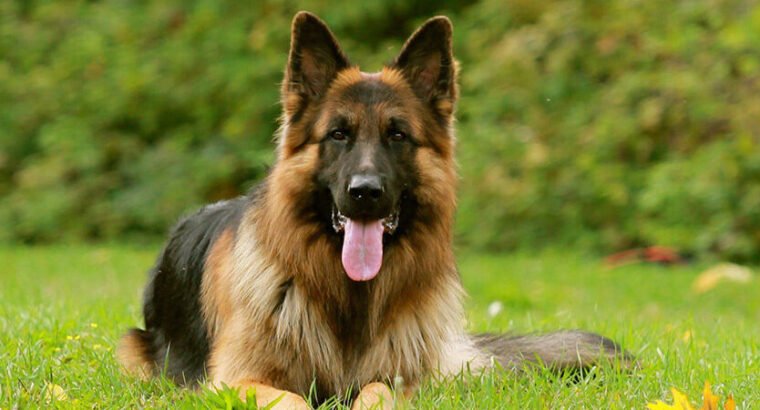 German Shepherd Femelle