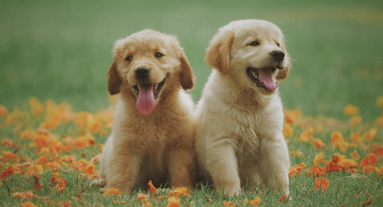 Chiot Golden Retriever