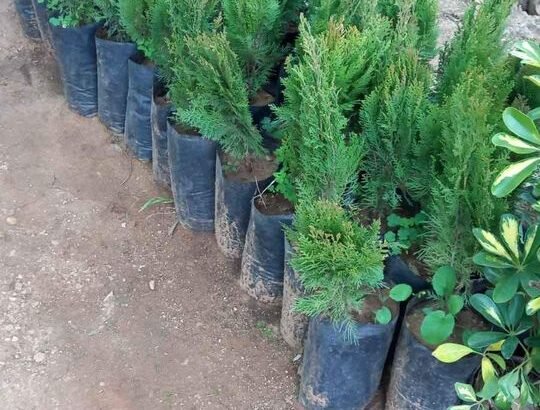 نباتات للبيع داخلية وخارجية