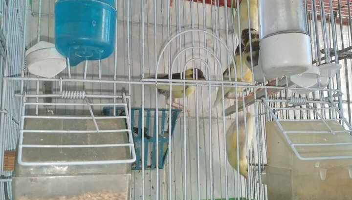 5 فراخ الكناري